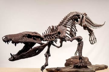 恐竜も食べた「超肉食動物」、巨大ワニの骨格を発掘　アルゼンチン