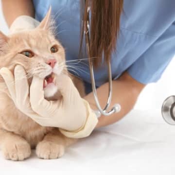 猫が『ご飯を急に食べなくなった』ときは要注意！考えられる5つの原因と対処法