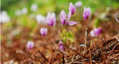 六甲高山植物園 原種シクラメン500株の群落「原種シクラメン展」開催