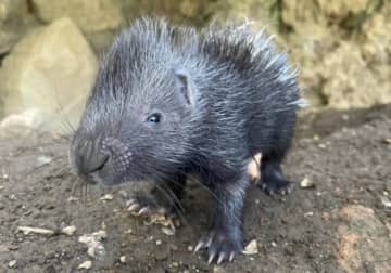 インドタテガミヤマアラシの赤ちゃん、伊豆シャボテン動物公園に誕生