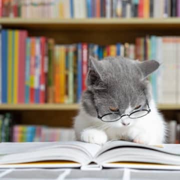 持っていると役立つ『猫にまつわる資格』3選　仕事として必要なものから、知識を深めるためのものまで