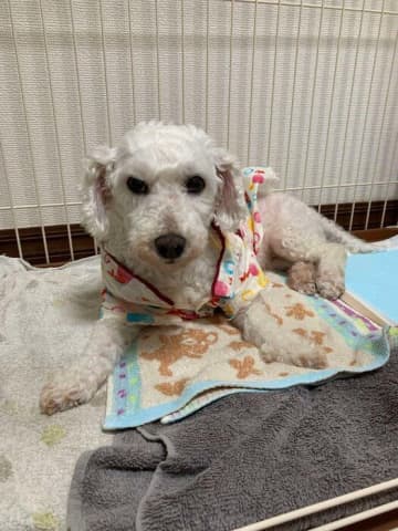 出会って「第一声」で飼い主さんを惹きつけた元保護犬→5年後、「内弁慶」でもおうちでは元気いっぱいに成長！