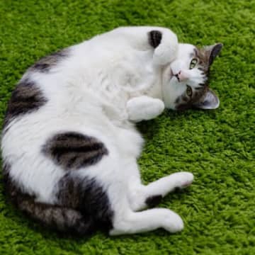 猫が今の暮らしに『心から満足』してくれている5つのサイン　あなたの愛猫は見せてくれる？
