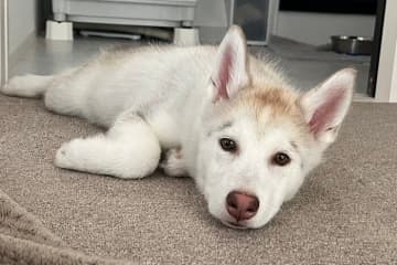“困り眉”がチャームポイントの生後3カ月のハスキー子犬→2年後には“美人さん”に成長！