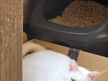 「信じられないかもしれないけど、甘えている顔です」　愛猫の表情に「不器用だ…」