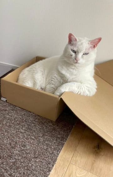 ダンボール箱の中に座る猫の“ふてぶてしい姿”が約5.5万の「いいね」で話題！　コメント欄が大喜利状態に