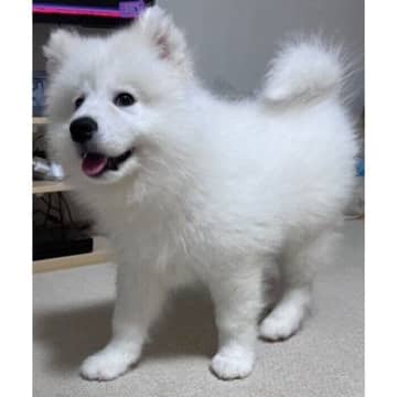 コロコロ体型&ふわふわな生後3カ月のサモエド子犬→2年後の「モフモフ具合も存在感も増した姿」にほっこり！
