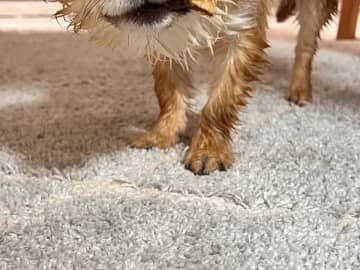 【ボス犬】ハードボイルドすぎる…　風呂上りの1枚に「マフィアかな」「葉巻くわえてる？」