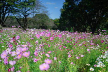爽やかな秋風にコスモスが揺れる！国営昭和記念公園で「コスモスまつり2025」が9月6日～10月26日に開催