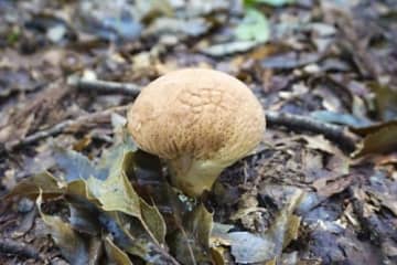 きのこ博士ときのこ探しの旅へ♪【びわこ文化公園・びぶんできのこツアー！】秋の公園を散策しながらきのこがもっと好きになる！？