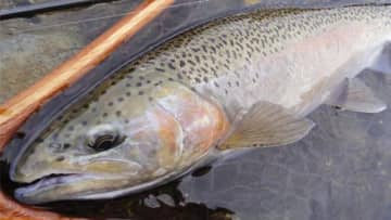 〈初心者の釣り〉“ニジマス”の生態／釣りシーズン／釣り方／仕掛け／食べ方【身近なフィールドで楽しめる淡水ゲームフィッシュの王様】