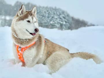 「同じいぬです」「え！　そんな病名あるんですね」　個性豊かな愛犬たちのエピソードがSNSで大反響