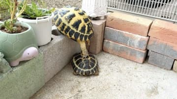 カメたちの〝協力プレイ〟に1.1万人もん絶　「めっちゃ和む」「優しい世界だー」