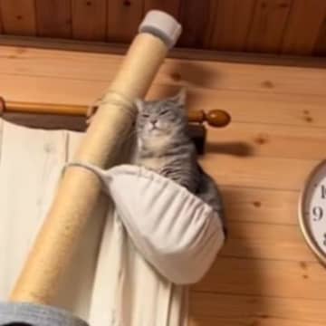 寿命だと思い『お気に入りのキャットタワー』を買い替えたら…愛猫が見せた『まさかの表情』が64万再生「想像以上に怒ってて草」「ピサの斜塔」