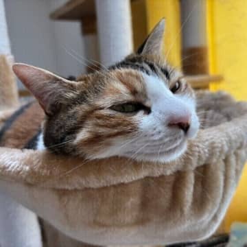 リラックスできるから？猫がハンモックを好む理由を4つピックアップ！