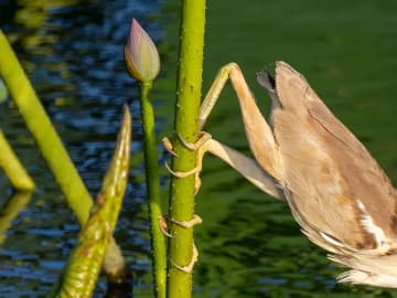 【ミョウガの妖精】ヨシゴイの食事シーンに「お見事！」　思わぬ狩りスタイルに驚きの声