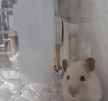 「回し車がひとりで回ってる…！！ と思ったら裏に職人いた」ハムスターの衝撃の光景にSNS爆笑