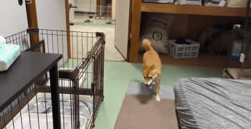 「一瞬だけ2匹になります」分身の術を使う柴犬にSNS驚愕、真相は…？「どういうこと！？」「忍者犬か」