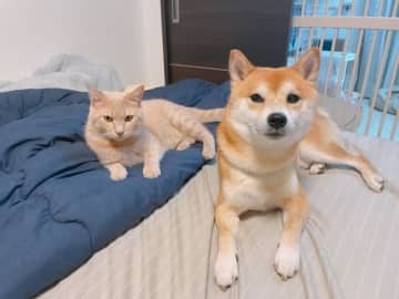 【だるまさんがころんだ】飼い主が隠れるたびに距離を詰める猫にSNS驚き、「天性の忍び寄りマスター」「思ったより一気に来た」