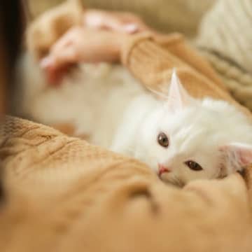 愛猫のあなたへの『信頼度』が見極めるための3つのチェックポイント　絆を深めるための心得も
