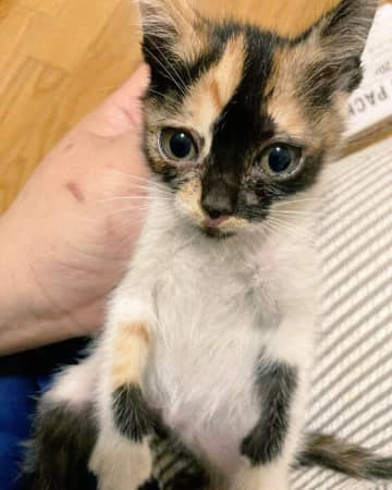 屋根の上で暮らしていた元野良子猫→保護から4年でおとなっぽく落ち着いたコに成長！