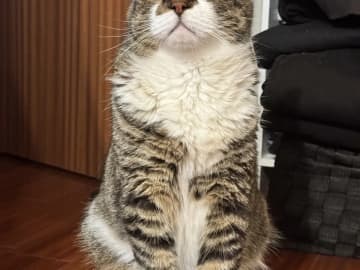 「愛猫がこんな顔をしていたら笑っちゃうよ！」　午前11時、さりげなく昼食をおねだりしに来て…？