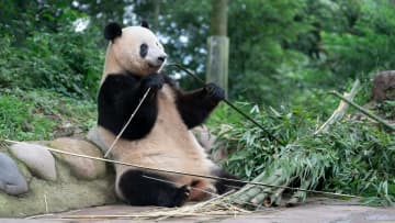 パンダのシャンシャン、竹割りも上手　中国四川省