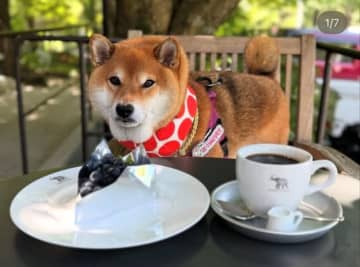 ワンちゃんの後ろ姿が意外な食べ物に変身！？→「こんがりフワフワ」「これからの季節にぴったり」と反響