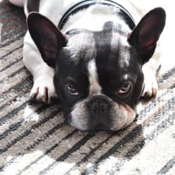 『今は放っておいて…』犬が不機嫌なときの仕草や行動5つ　飼い主はどう接するべき？適切な対処法まで