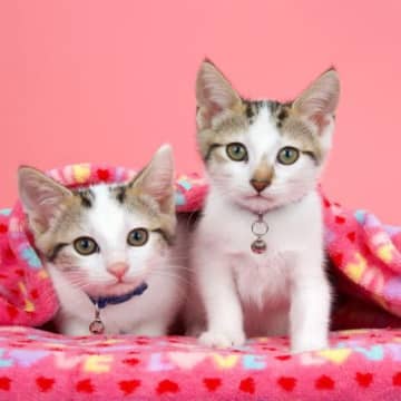 猫の首輪に『鈴をつける』ときに注意したいこと4選　うるさくてストレスにならない？