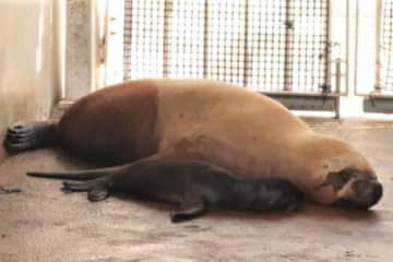 オタリアの赤ちゃん 八景島シーパラに2年ぶり誕生