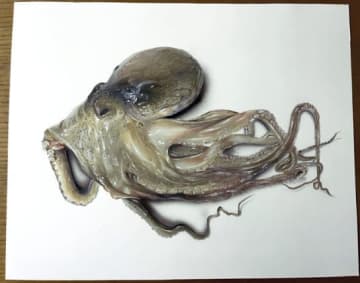 【脳がバグる】使った画材、まさかの色鉛筆で…。本物にしか見えない立体感と艶を放つタコの絵があまりにリアルだった！