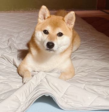 ひんやりマットを掘ってクシャクシャにした柴犬、飼い主に見つかると→バツが悪そうに目をそらす様子にクスッ！