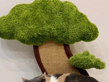 【猫グッズ】飼い主「絵になるねぇ」 → 猫が愛用する『盆栽ベッド』に絶賛の声