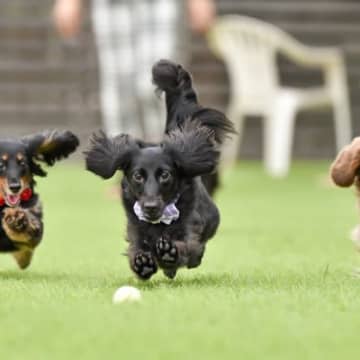 『興奮しやすい犬種』5選　どんなときに気持ちが高ぶってしまうの？落ち着かせる方法まで