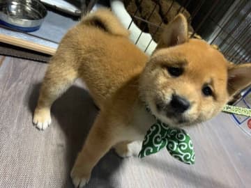 散歩の練習中に“困り顔”を見せていた柴の子犬→4才になっても変わらない愛らしい“困り顔”にキュン！