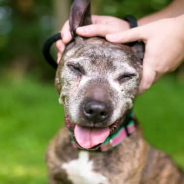 犬の『平均寿命』とは？健康寿命を伸ばすための生活習慣や注意点まで