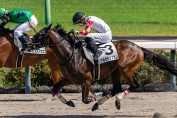 【新馬/中山6R】ナダル産駒 アルデトップガンが豪快な差し切りV