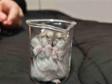 みっちみちだ...　〝まさかの場所〟でくつろぐハムスターに4.5万人メロメロ「かわいい」「これは液体」