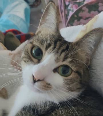 運命を感じて迎えた推定1才3カ月の保護猫→3才の今、飼い主をメロメロにする“美猫プリンセス”に！