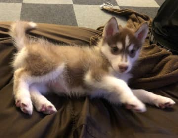 あどけない表情で「ゴハン」に反応した生後2カ月のハスキー子犬→3年後、凛々しい見た目の“お姉ちゃん”に成長！
