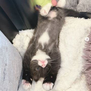 半年違いで迎え入れた子猫の寝姿が同じで飼い主さんを笑わせる→深まる2匹の関係にほっこり