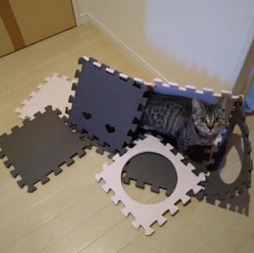 飼い主さんが不在のときに、猫が部屋の中を荒らすワケは？　実践したい「イタズラ防止対策」を獣医師が解説