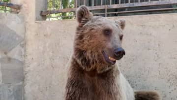 クマが果物食べ過ぎ、担架に乗せられＭＲＩ検査　トルコ