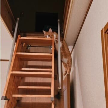 猫はなぜあんなに高く跳べるの？猫の身体能力を専門家が徹底解説