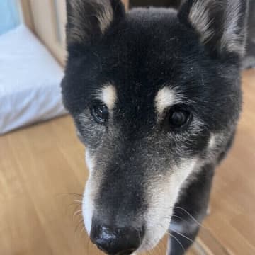 シニア犬の老化サインと愛犬の老いを受け入れる方法｜獣医師が解説