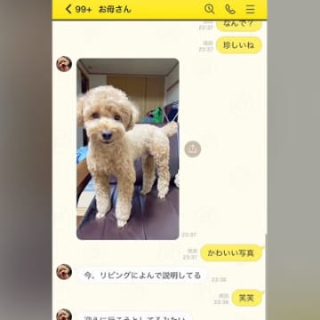 夜勤中、母がLINEで『犬の写真』を送ってきてたので『今日は帰らないよ』と伝えた結果…『まさかの表情』が22万再生「すぐ帰りたくなる」