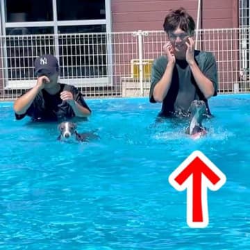 『泳ぎが得意な犬』と『苦手な犬』が同時にスタートした結果…犬生一周目すぎる『衝撃的な泳ぎ方』が88万再生「必死ｗｗ」「犬かきとは」と爆笑