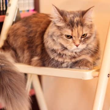 愛猫が「めんどくさい」と思っているときの仕草5選　態度や体の動き…猫たちが見せる“だりぃ”サイン
