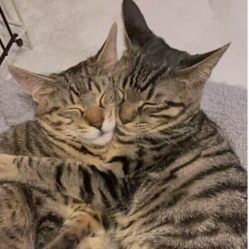 複数飼い円満のコツは“先住猫ファースト”？ よくあるシーン別対処法を解説